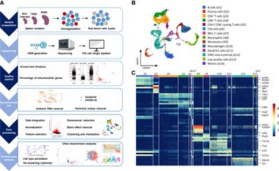 From helping to regulating – A transcriptomic profile of Ifng+ Il10+ Il21+ Cd4+ Th1 cells indicates their role in regulating inflammation during experimental trypanosomosis